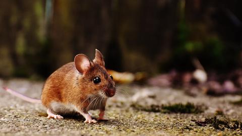 A mouse.